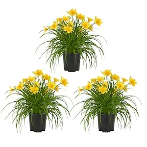 20% Off Select Outdoor Plants