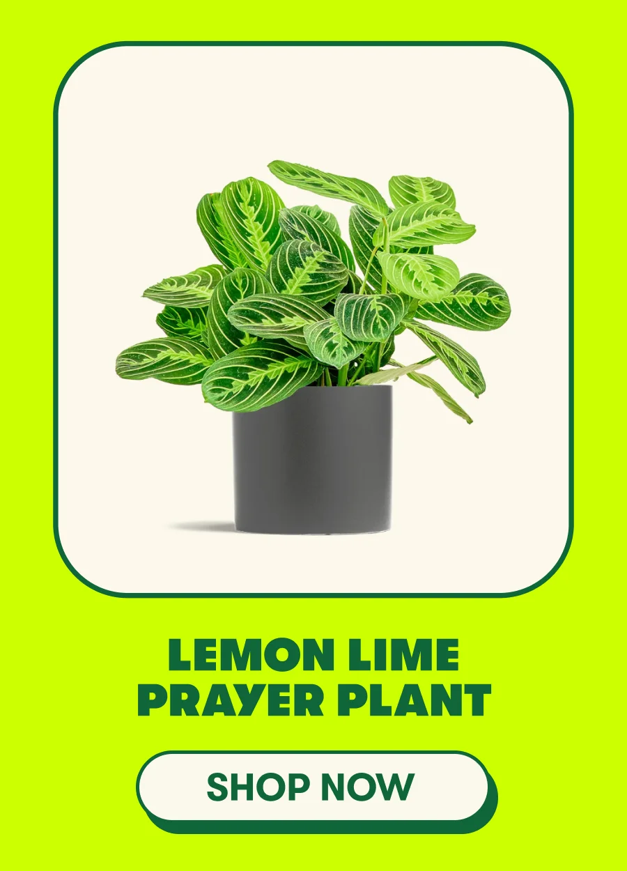 Lemon Prayer Plant