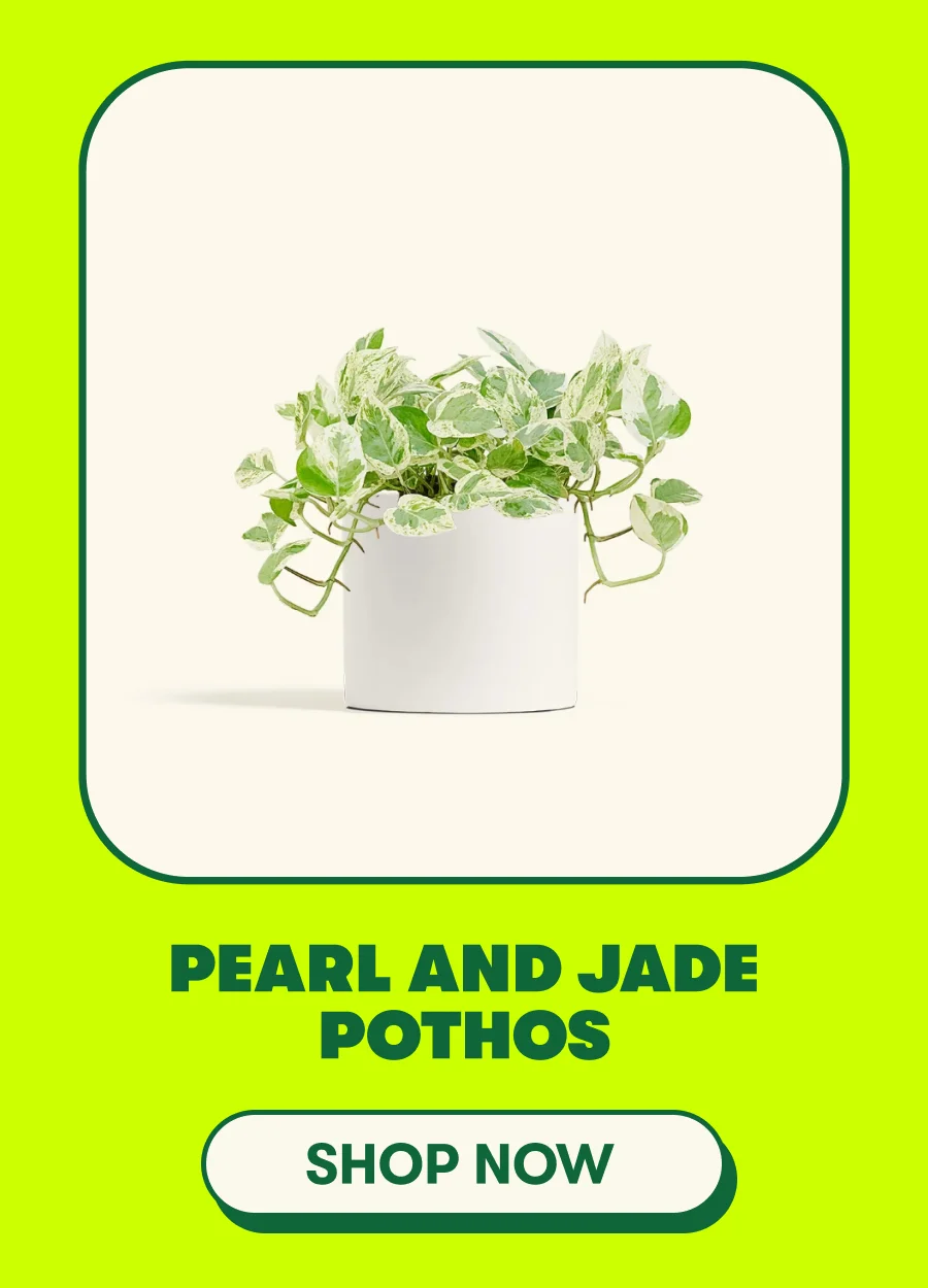 Pearl and Jade Pothos