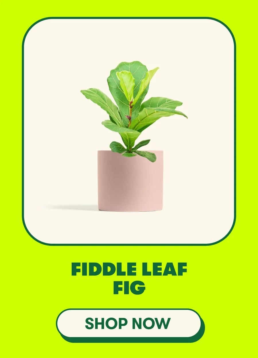 Fiddle Leaf Fig
