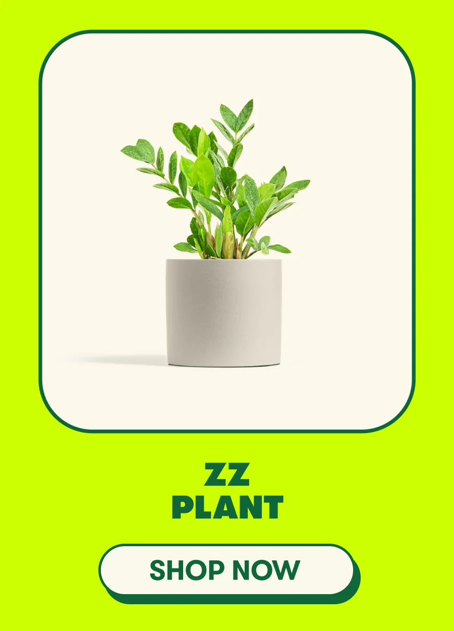 ZZ Plant