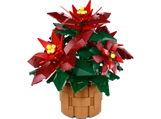 Poinsettia