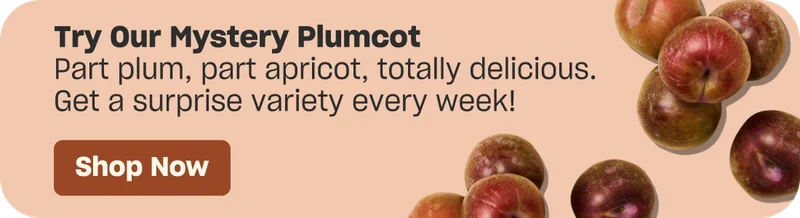 Mystery Plumcot