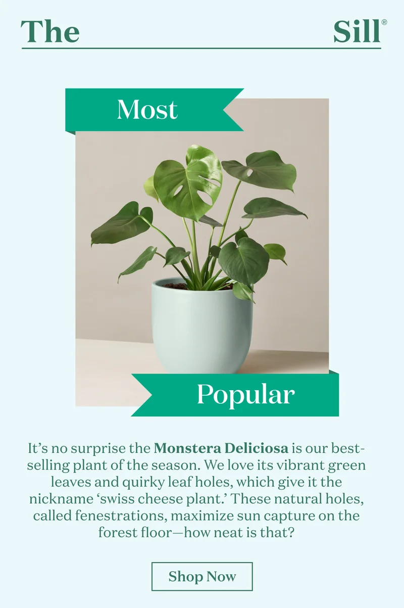 It’s no surprise the Monstera Deliciosa is our best-selling plant of the season. We love its vibrant green leaves and quirky leaf holes, which give it the nickname ‘swiss cheese plant.’ These natural holes, called fenestrations, maximize sun capture on the forest floor - how neat is that? Shop now.