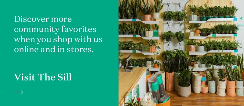Discover more community favorites when you shop with us online and in stores. Visit The Sill.