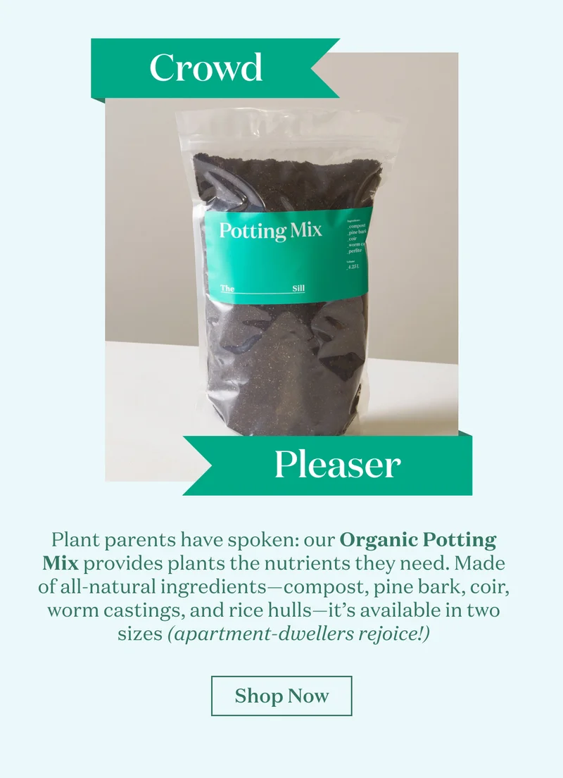 Plant parents have spoken: our organic potting mix provides indoor plants with the nutrients they need to thrive. Made of all-natural ingredients—compost, pine bark, coir, worm castings, and rice hulls—it’s available in two sizes (apartment-dwellers rejoice!) Shop now.