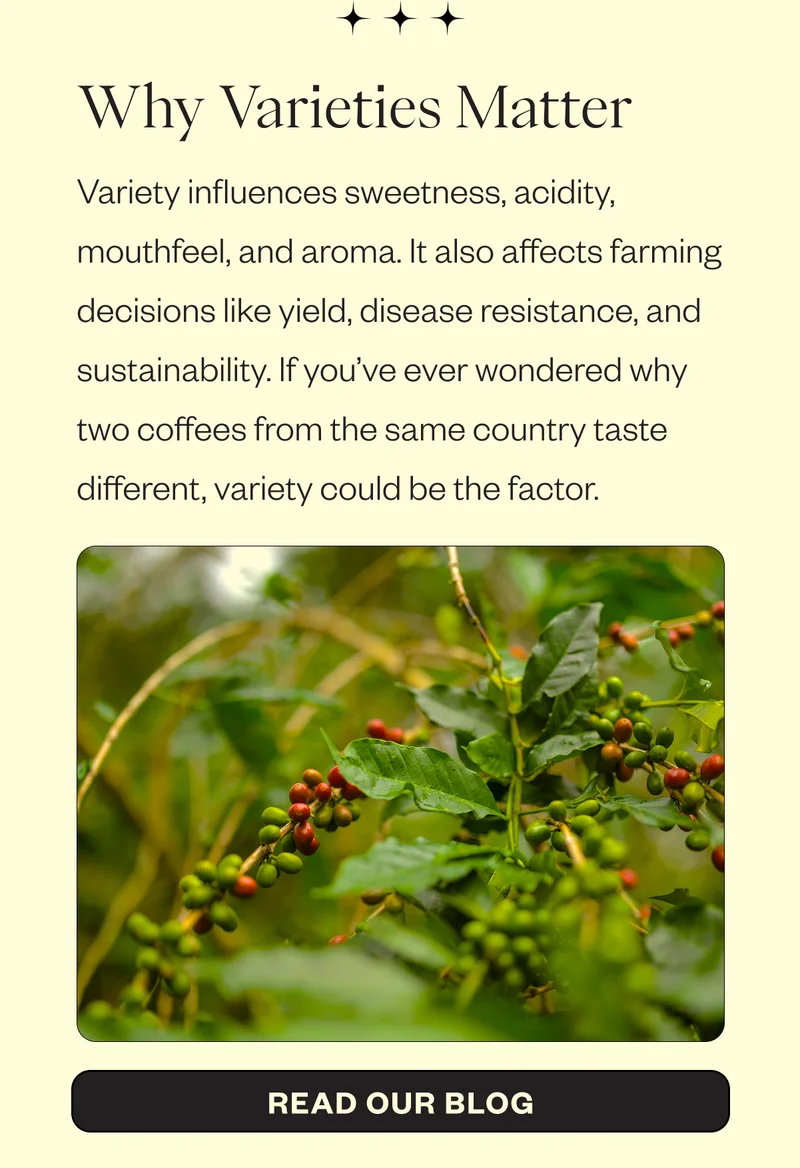 Why Varieties Matter Variety influences sweetness, acidity, mouthfeel, and aroma. It also affects farming decisions like yield, disease resistance, and sustainability. If you’ve ever wondered why two coffees from the same country taste different, variety could be the factor. CTA: Read our Blog Why Varieties Matter Variety influences sweetness, acidity, mouthfeel, and aroma. It also affects farming decisions like yield, disease resistance, and sustainability. If you’ve ever wondered why two coffees from the same country taste different, variety could be the factor. CTA: Read our Blog
