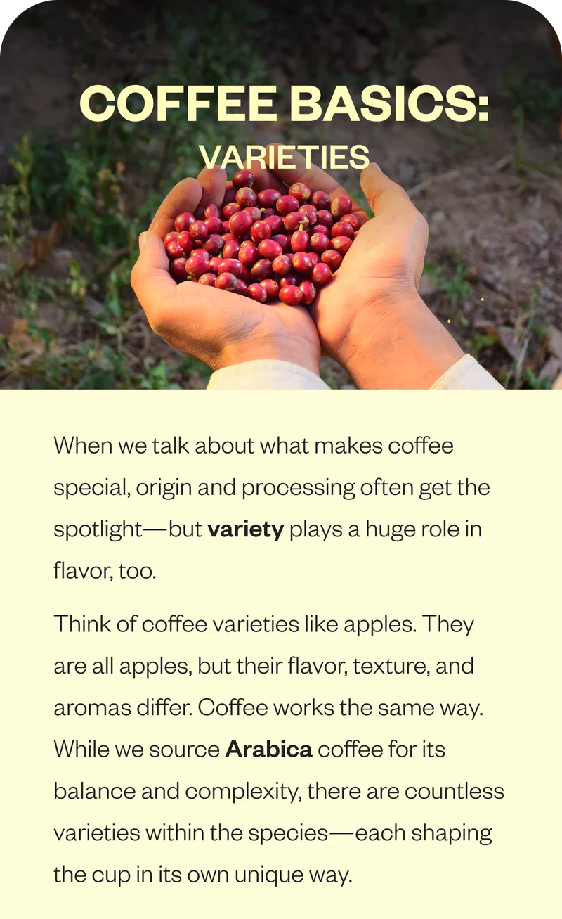 Coffee Basics: Varieties When we talk about what makes coffee special, origin and processing often get the spotlight—but variety plays a huge role in flavor, too. Think of coffee varieties like apples. They are all apples, but their flavor, texture, and aromas differ. Coffee works the same way. While we source Arabica coffee for its balance and complexity, there are countless varieties within the species—each shaping the cup in its own unique way. Coffee Basics: Varieties When we talk about what makes coffee special, origin and processing often get the spotlight—but variety plays a huge role in flavor, too. Think of coffee varieties like apples. They are all apples, but their flavor, texture, and aromas differ. Coffee works the same way. While we source Arabica coffee for its balance and complexity, there are countless varieties within the species—each shaping the cup in its own unique way.