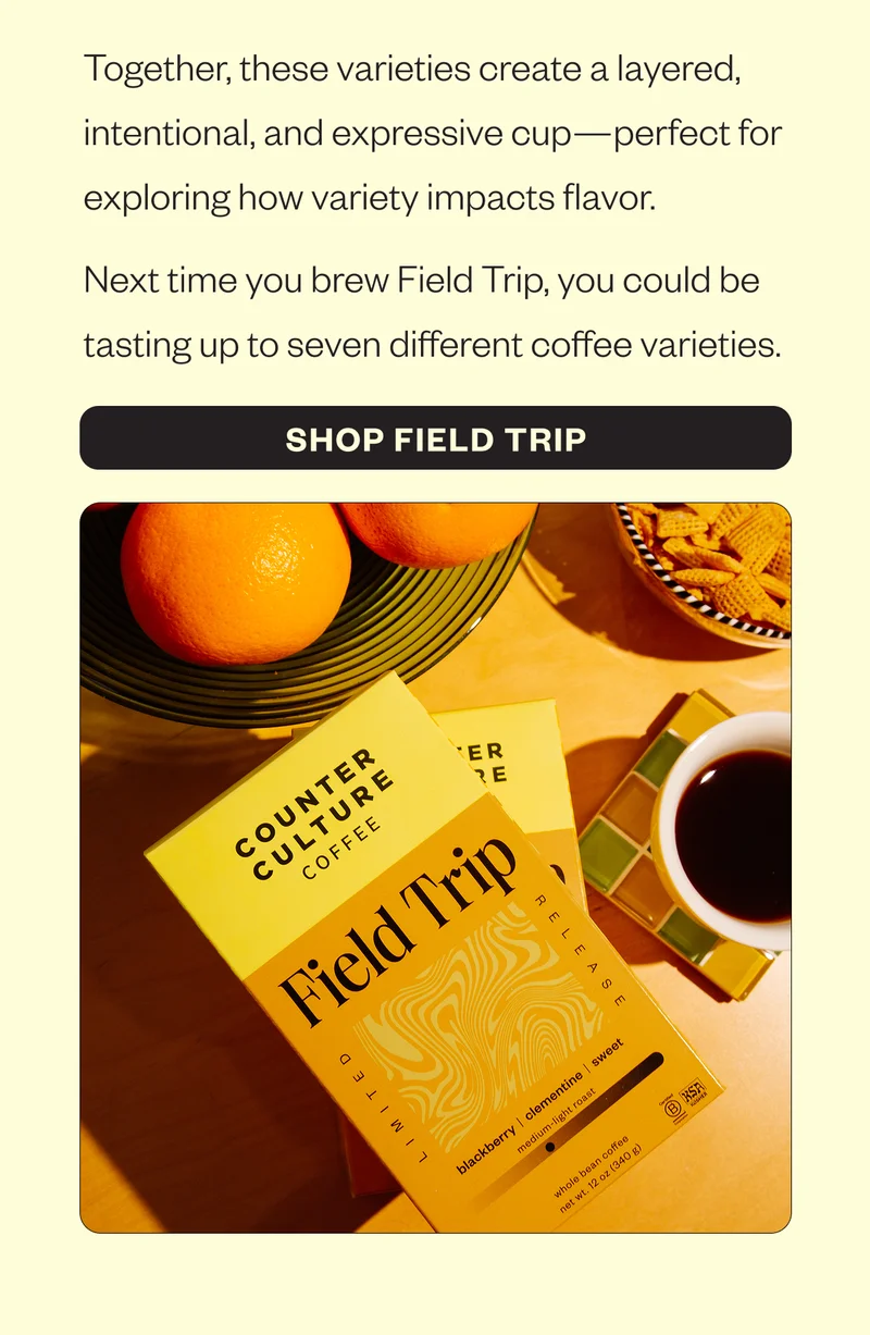 Together, these varieties create a layered, intentional, and expressive cup—perfect for exploring how variety impacts flavor. Next time you brew Field Trip, you could be tasting up to seven different coffee varieties. CTA: SHOP FIELD TRIP Together, these varieties create a layered, intentional, and expressive cup—perfect for exploring how variety impacts flavor. Next time you brew Field Trip, you could be tasting up to seven different coffee varieties. CTA: SHOP FIELD TRIP