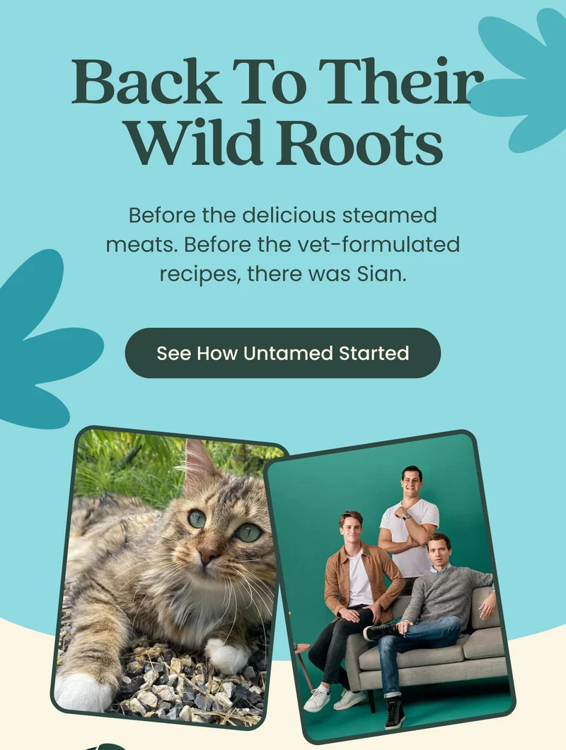 See How Untamed Started
