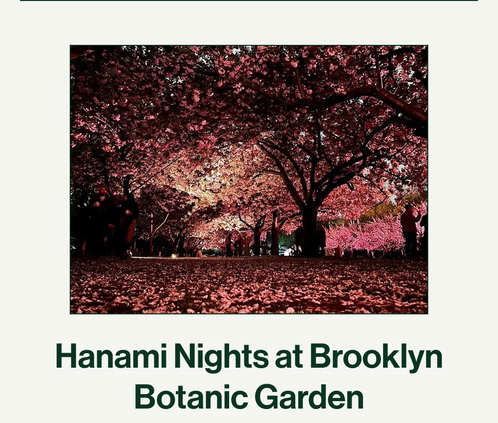 Hanami Nights at Brooklyn Botanic Garden