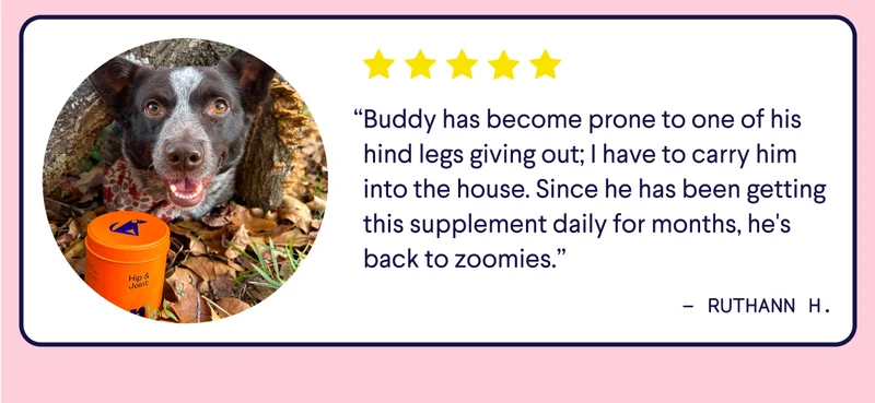 “Buddy has become prone to one of his hind legs giving out; I have to carry him into the house. Since he has been getting this supplement daily for months, he's back to zoomies.” –&nbsp;Ruthann h.