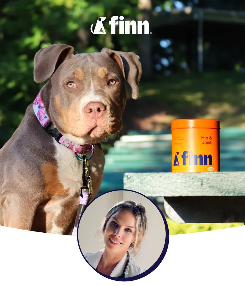 Finn: Dr. Kerri answers "How do you keep your dogs so active and full of life?"