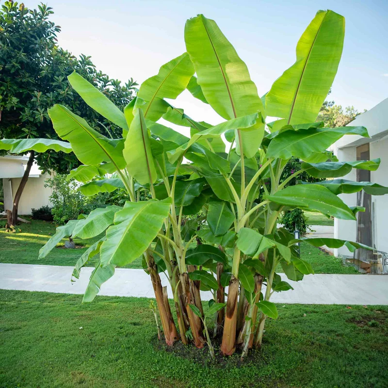 Image of Cold Hardy Banana Tree