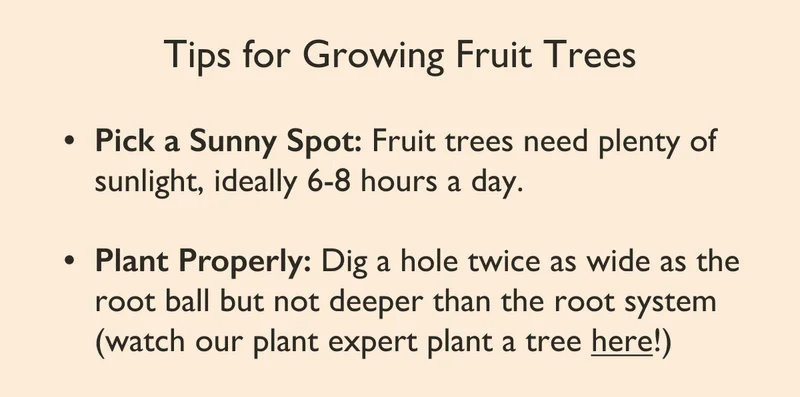 Watch How To Plant a Tree Video