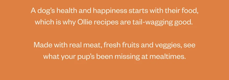 A dog’s health and happiness starts with their food, which is why Ollie recipes are tail-wagging good. Made with real meat, and fresh fruits and veggies, see what your pup’s been missing at mealtimes.