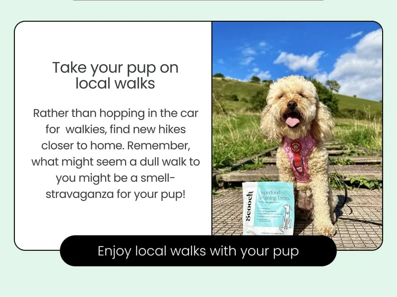 Take your pup on local walks