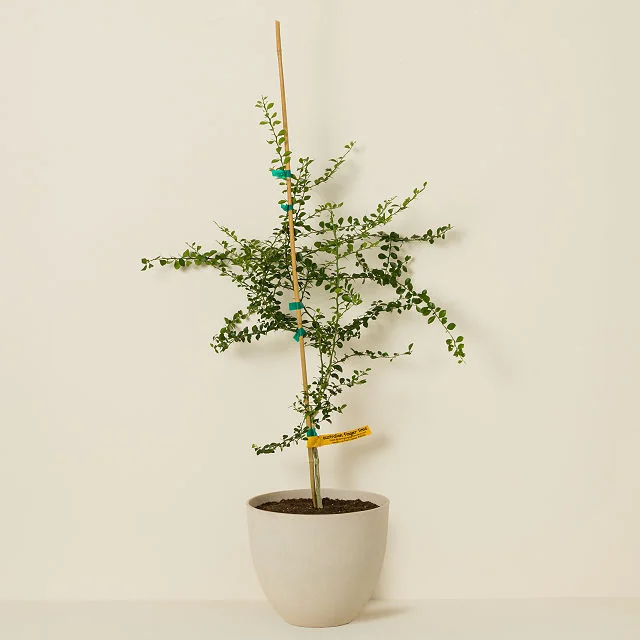 Lime Caviar Tree