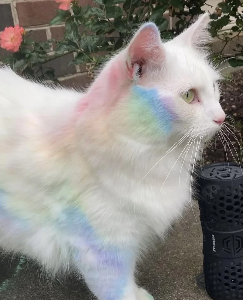 A cat with white fur is covered with colorful chalk, creating a rainbow on it's fur.