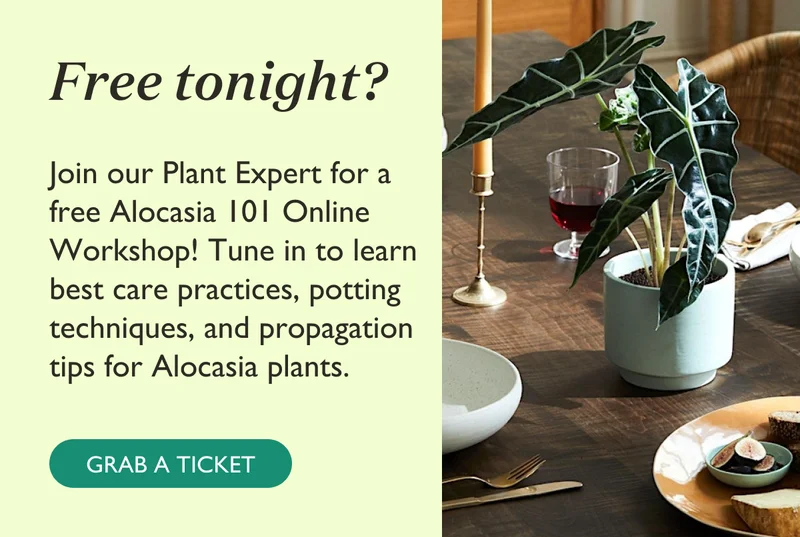Free Tonight? Free Alocasia 101 Online Workshop Tickets