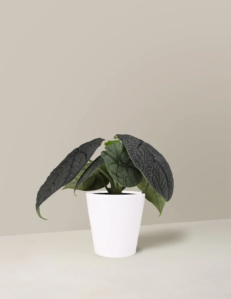 Image of Alocasia ‘Melo’