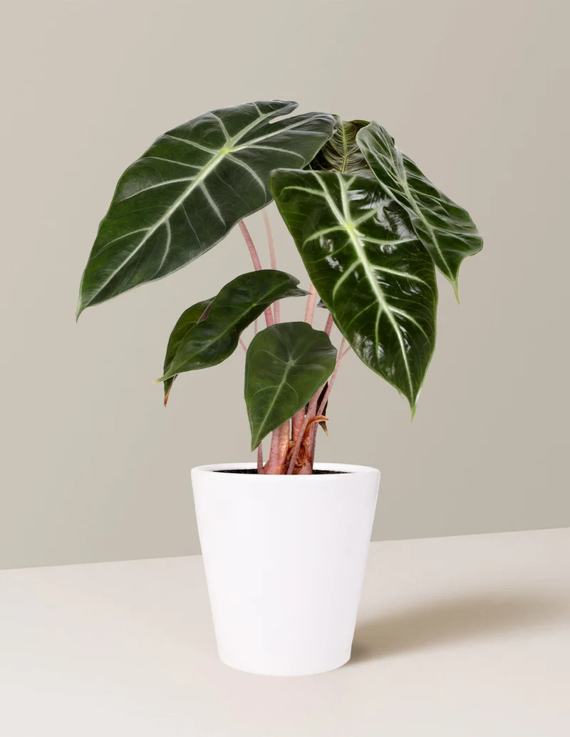 Image of Alocasia Pink Dragon