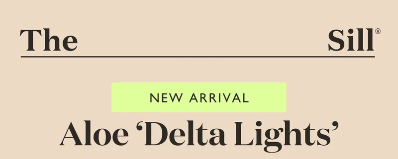 New Arrival: Aloe 'Delta Lights'
