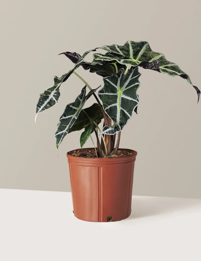 Image of Alocasia Amazonica