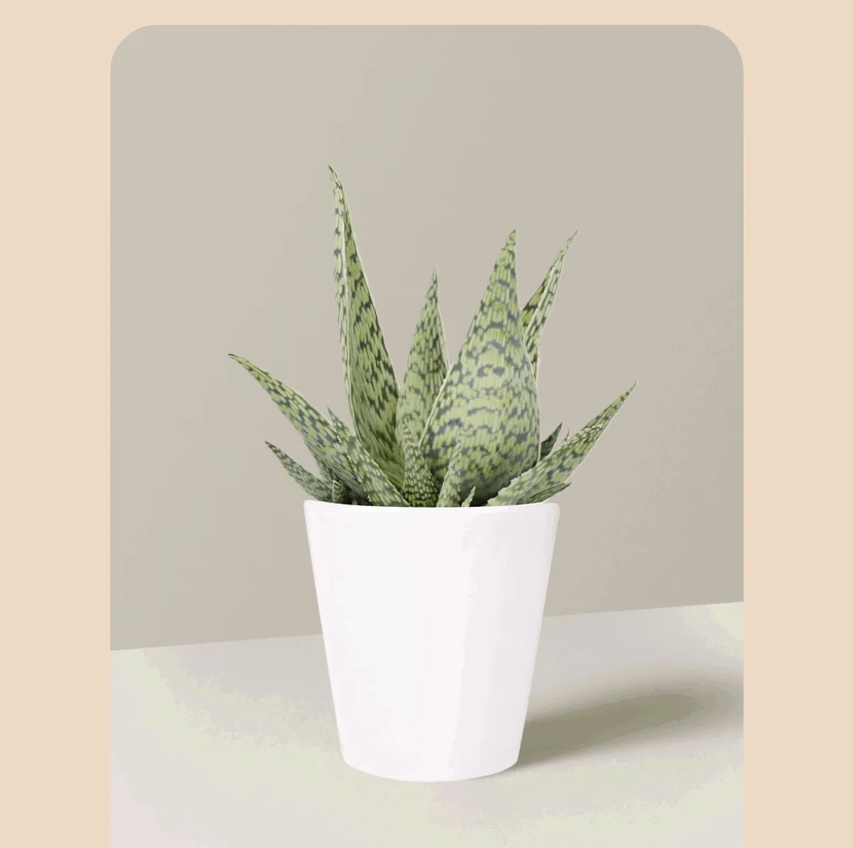 Shop Aloe Delta Lights Small Houseplant