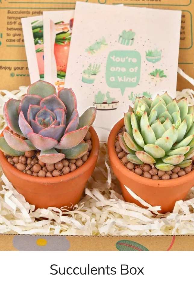 Succulents Box