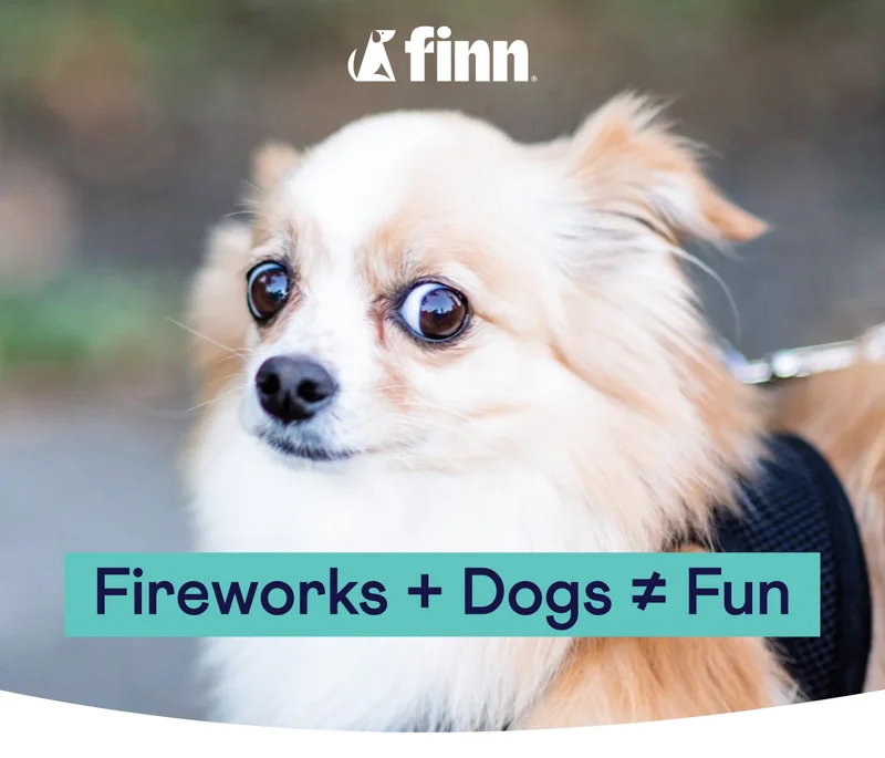 Fireworks + Dogs ≠ Fun