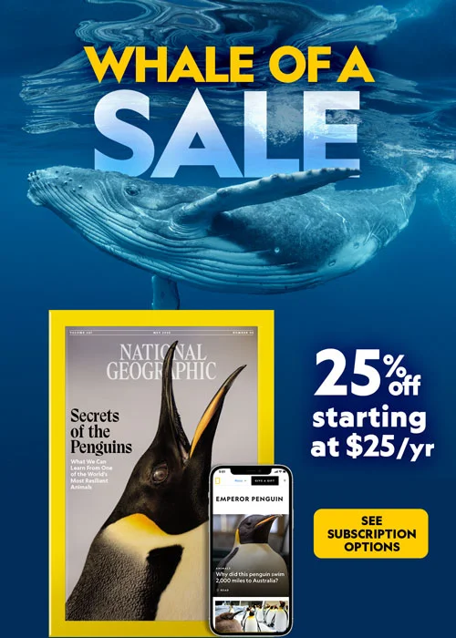 Whale of a Sale: Save 25% on a Nationl Geographic subscription