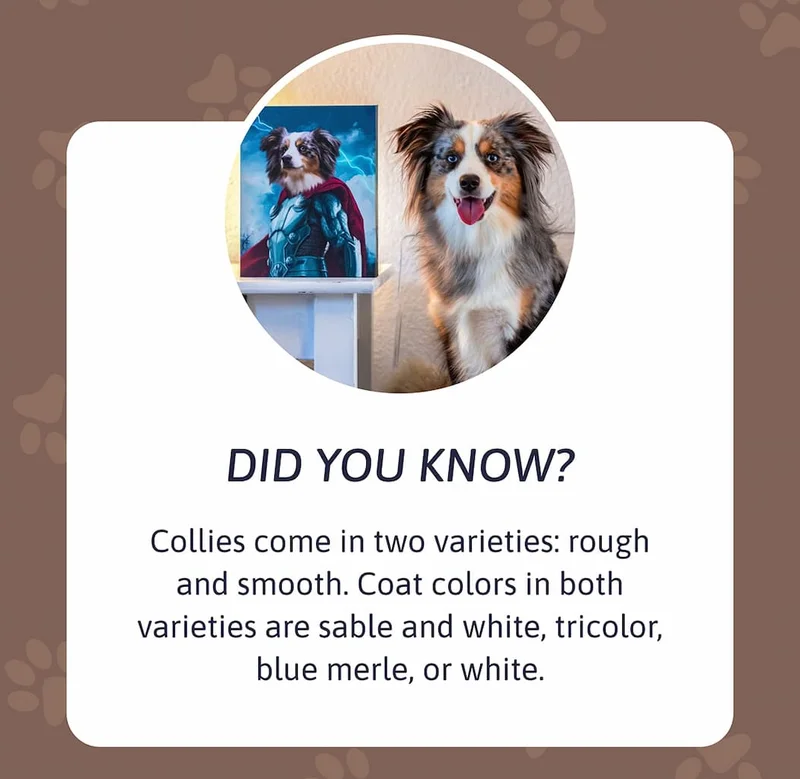 Did you know? Collies come in two varieties: rough and smooth. Coat colors in both varieties are sable and white, tricolor, blue merle, or white.