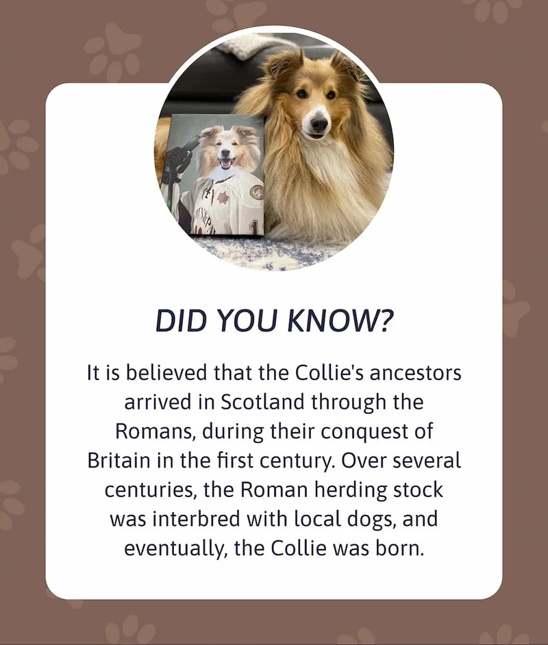Did you know? It is believed that the Collie's ancestors arrived in Scotland through the Romans, during their conquest of Britain in the first century. Over several centuries, the Roman herding stock was interbred with local dogs, and eventually, the Collie was born.