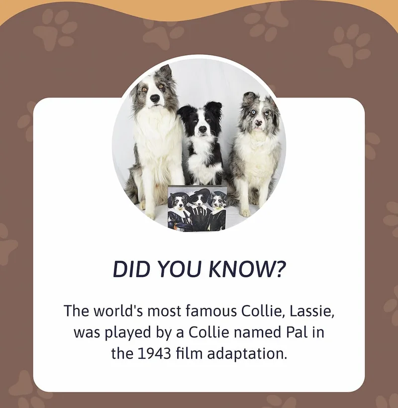 Did you know? The world's most famous Collie, Lassie, was played by a Collie named Pal in the 1943 film adaptation.