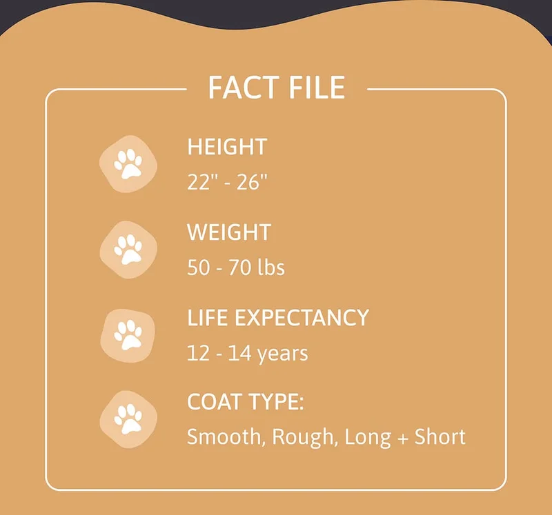 Fact File Height: 22" - 26" Weight: 50 - 70 lbs Life Expectancy: 12 - 14 years Coat Type: Smooth, Rough, Long + Short