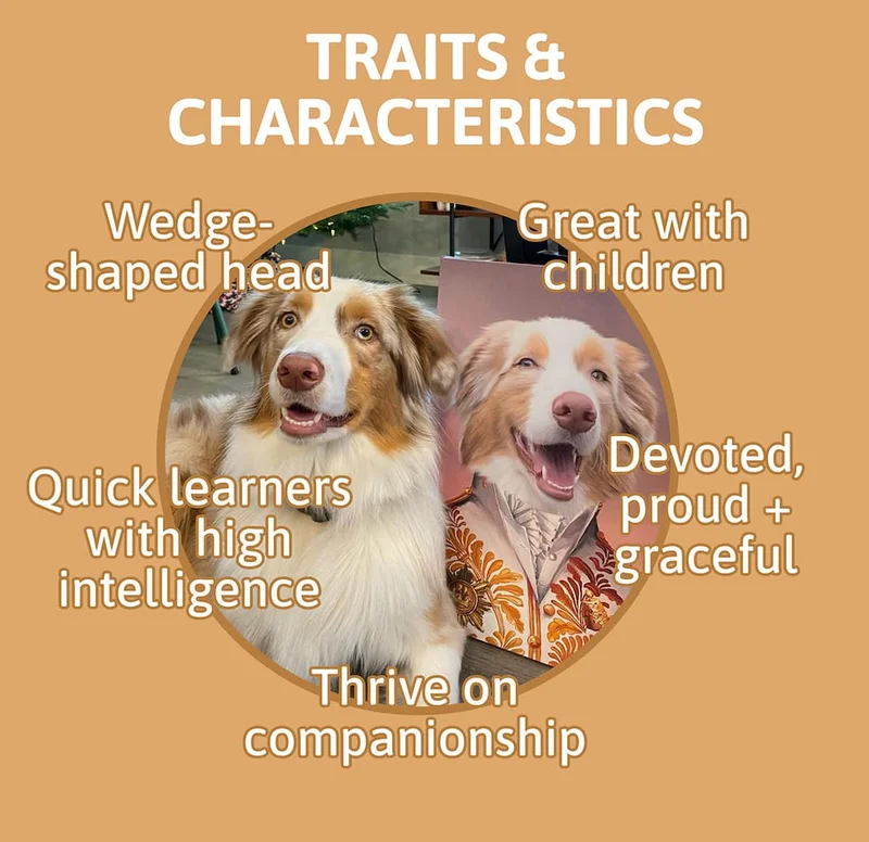 Traits & Characteristics - Wedge-shaped head - Great with children - Thrive on companionship - Devoted, proud + graceful - Quick learners with high intelligence