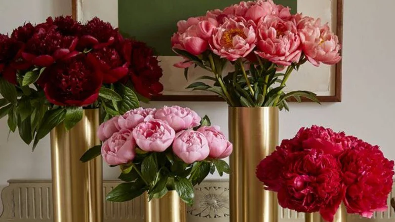 Plant and Flower Subscriptions That Go (So) Beyond the Usual
