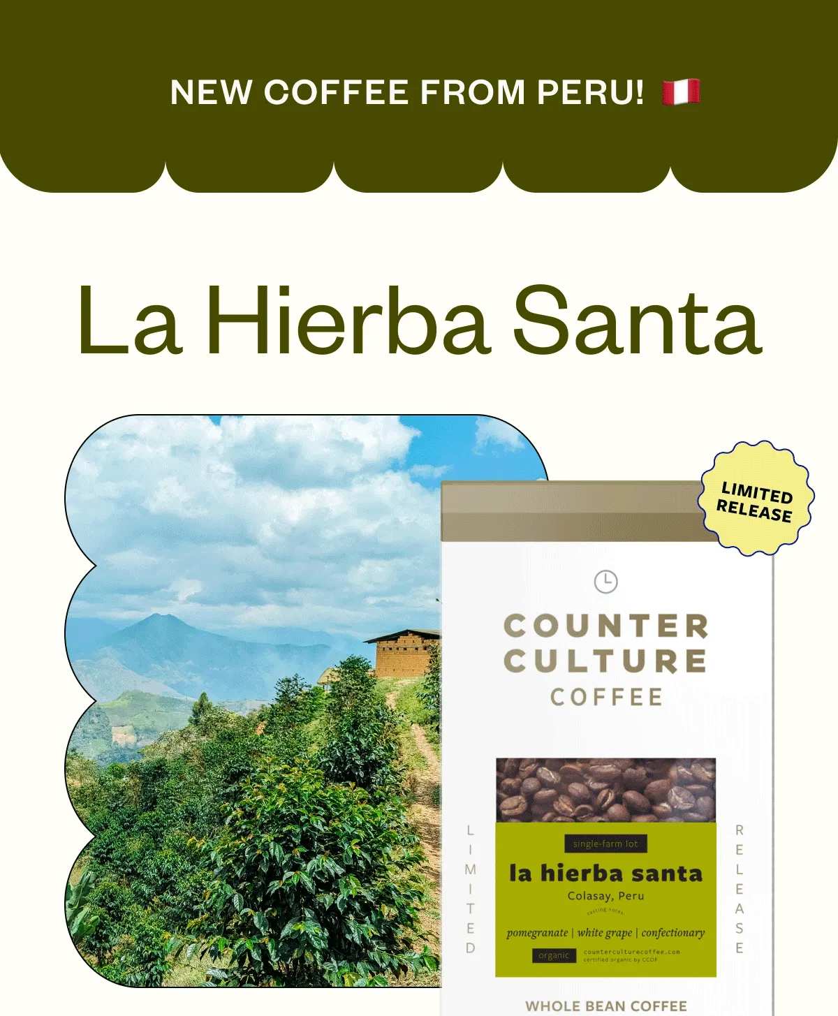 New coffee from Peru! La Hierba Santa limited release