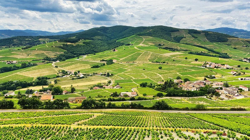 Image description: Vineyards in Rhone Valley, France.