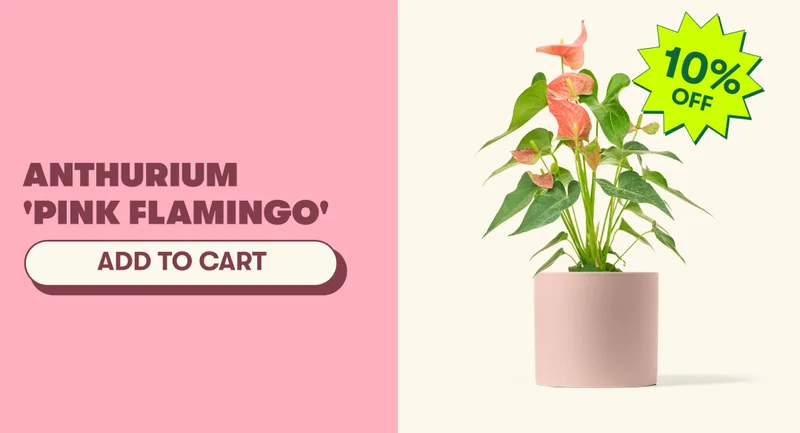 Anthurium 'Pink Flamingo' [ADD TO CART]