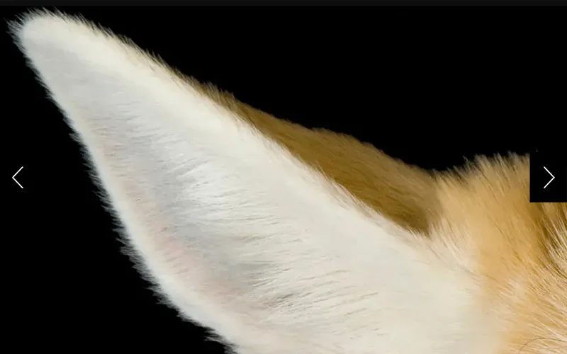 Our mysterious animal from our Photo Ark