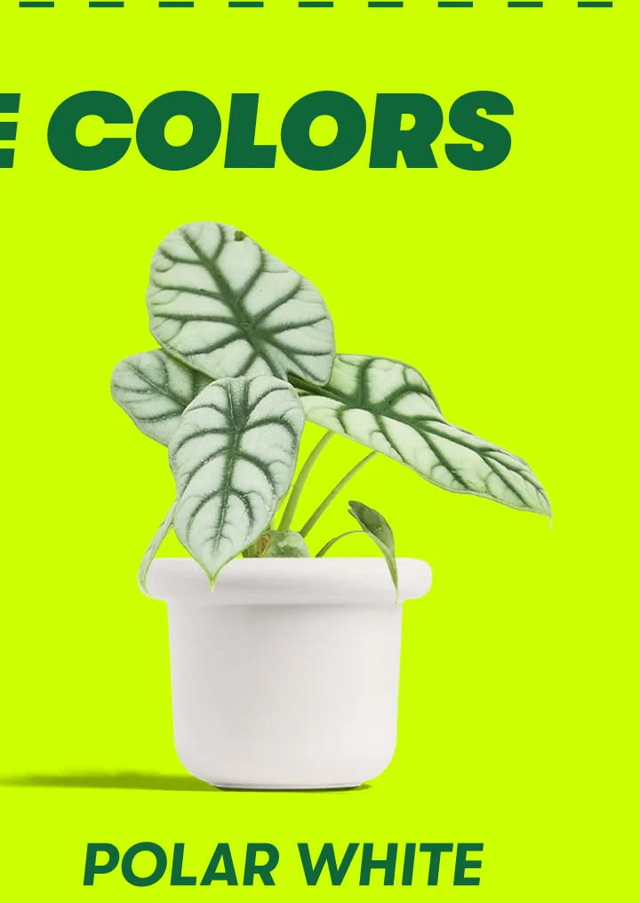 E COLORS POLAR WHITE