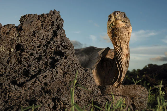 The Galápagos Islands were named for the giant tortoises that have inhabited the archipelago for millions of years