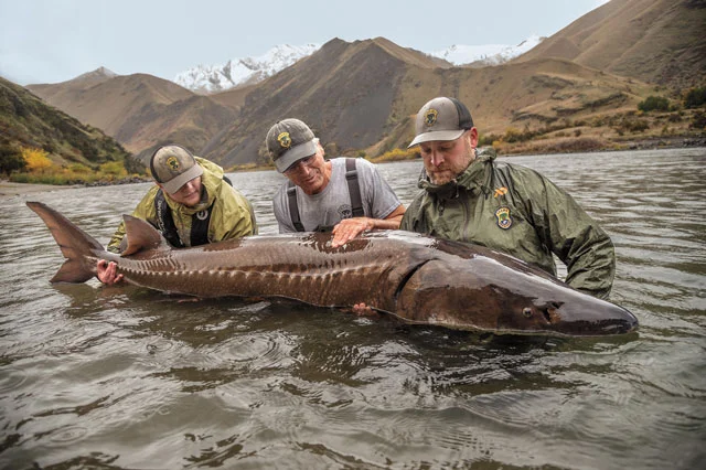 The white sturgeon is the largest freshwater fish in North America; it can grow upwards of 15 feet. Here, in Idaho’s Snake River, state fishery officials tag an eight-footer.