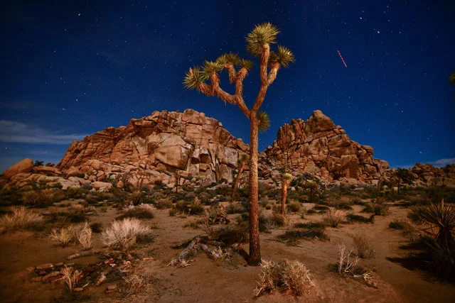 Joshua trees are lit by moonlight in Joshua Tree National Park in south eastern California.