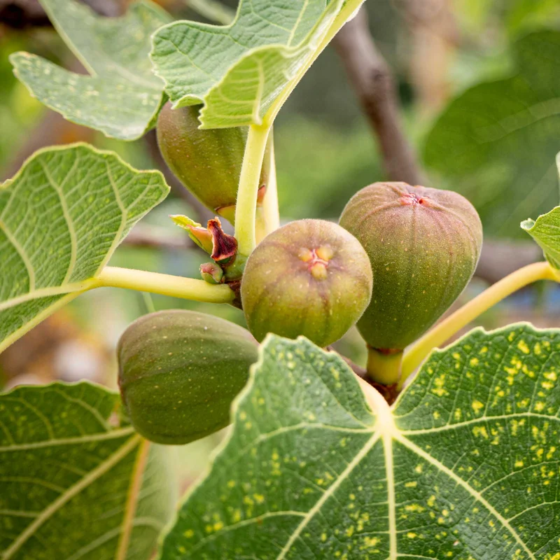 Image of Brown Turkey Fig
