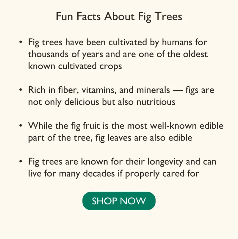 Fun Facts About Fig Trees