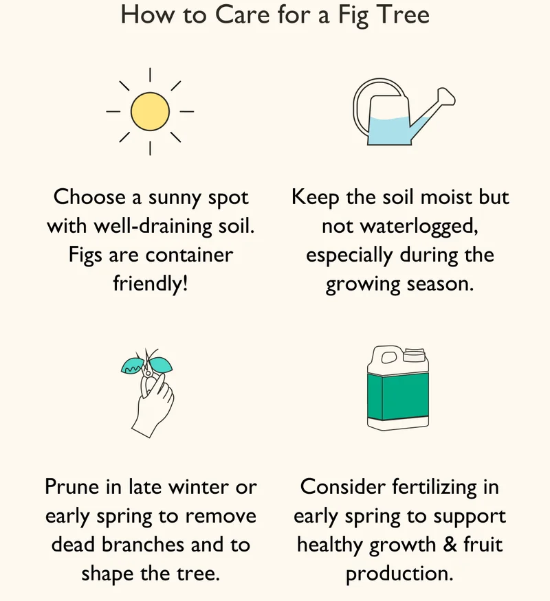 How-To Care for a Fig Tree