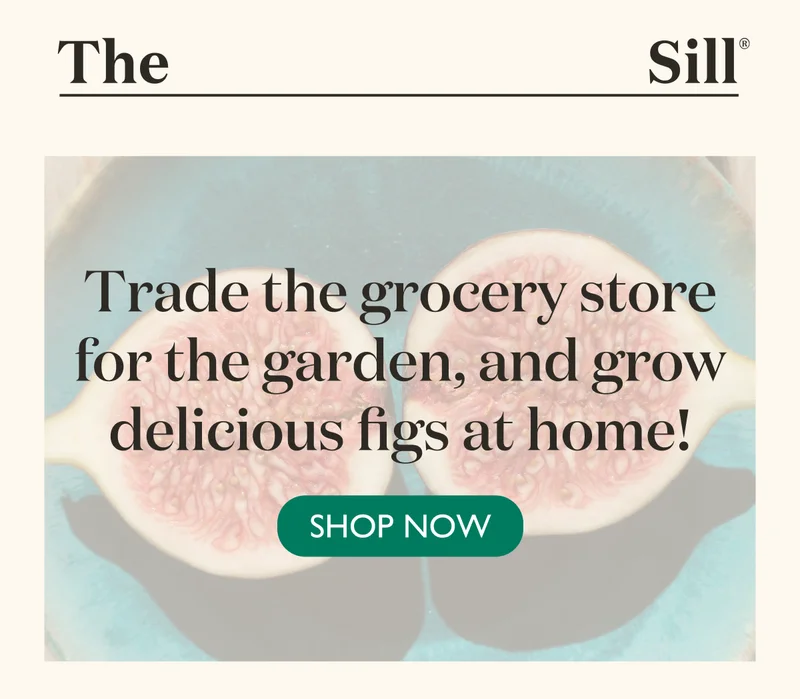 Trade the grocery store for the garden, and grow delicious figs at home! Shop now.